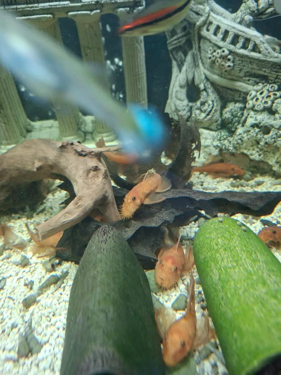 Super Red Pleco - Image 1