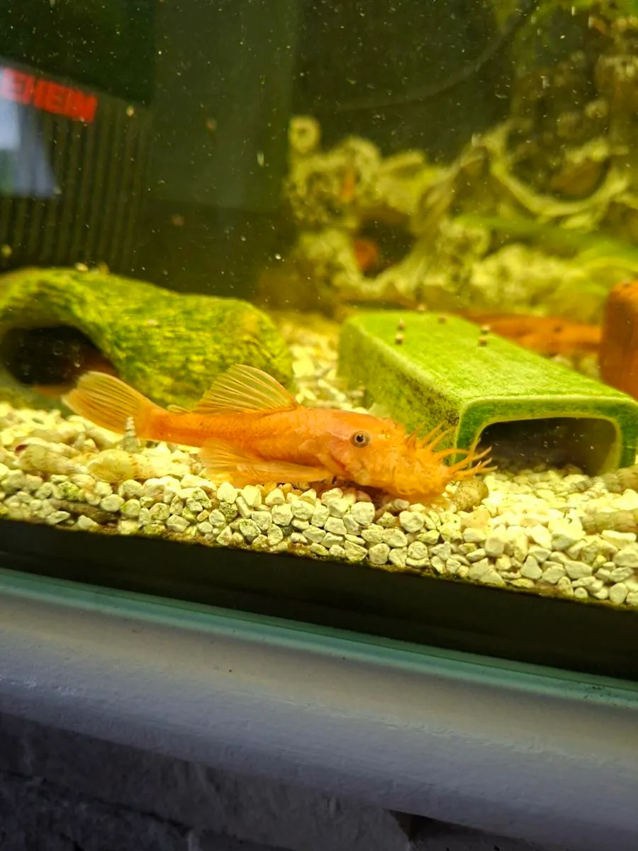 Super Red Pleco - Image 2