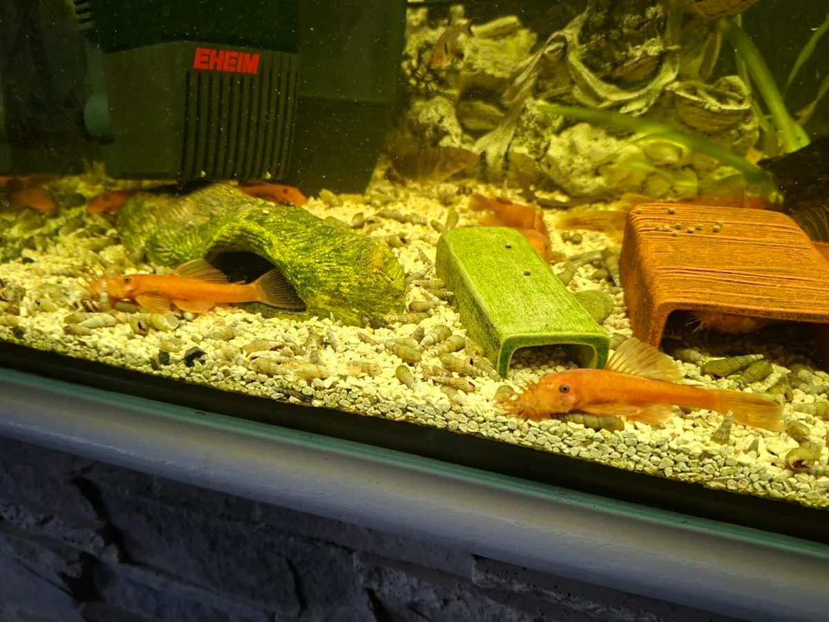 Super Red Pleco - Image 3