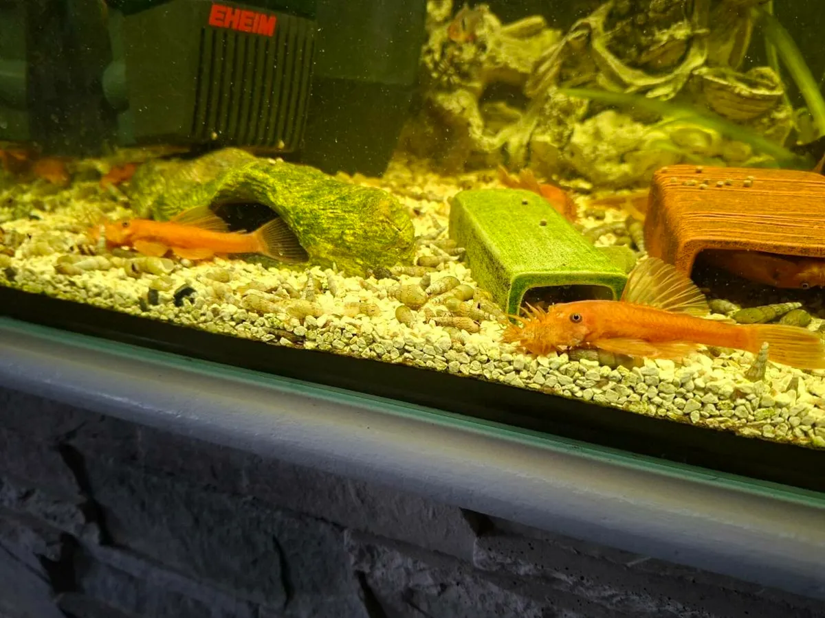 Super Red Pleco - Image 4
