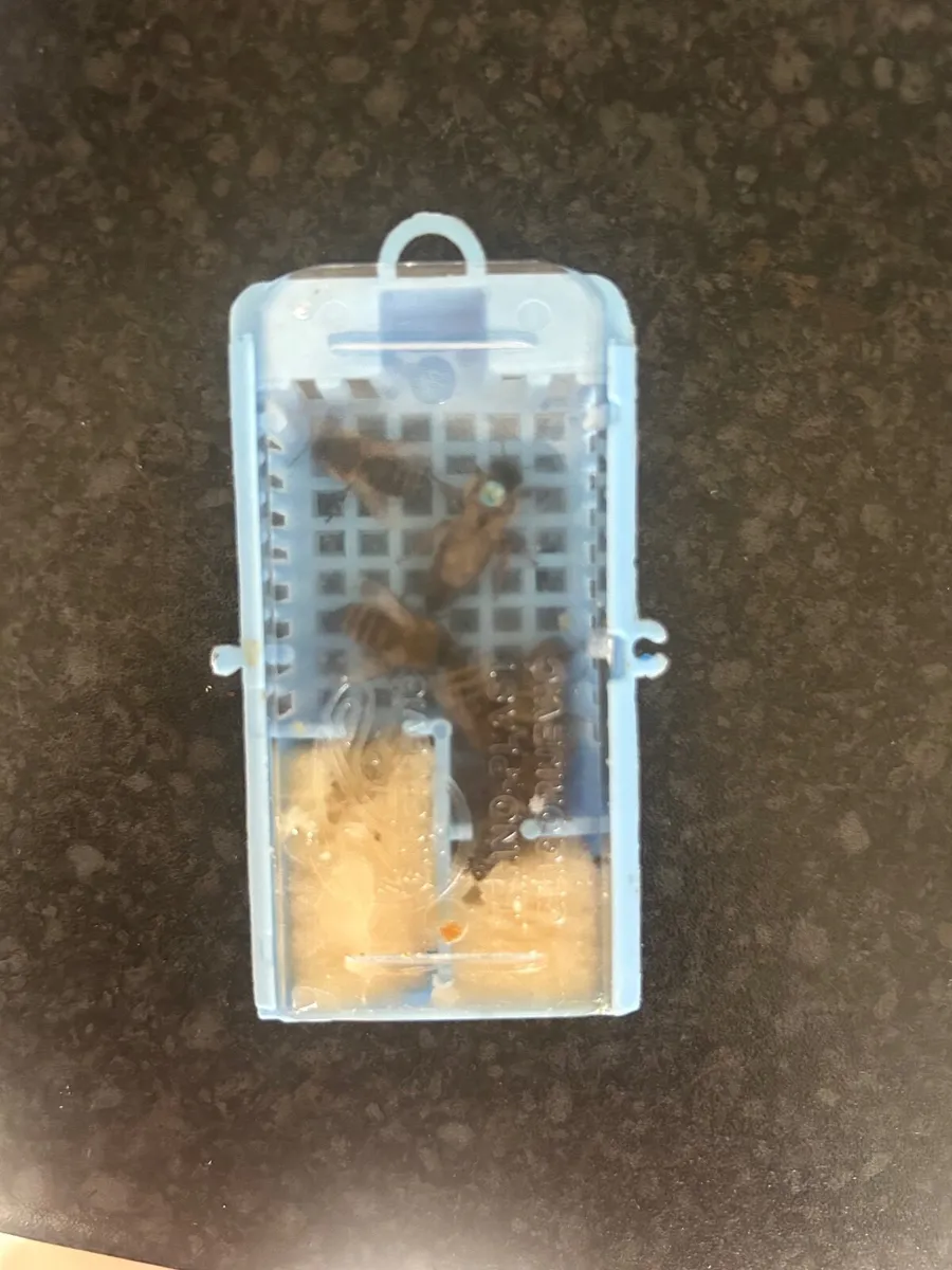 MATED QUEEN BEE( NATIVE BLACK BEES) - Image 1