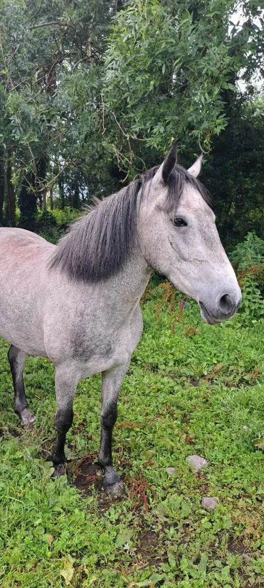 3 year old Mare by Maam Hero 14 2-15 2 OH - Image 1