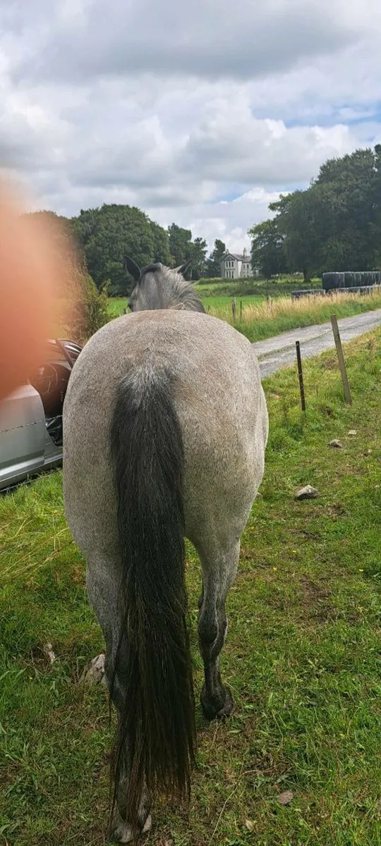 3 year old Mare by Maam Hero 14 2-15 2 OH - Image 2