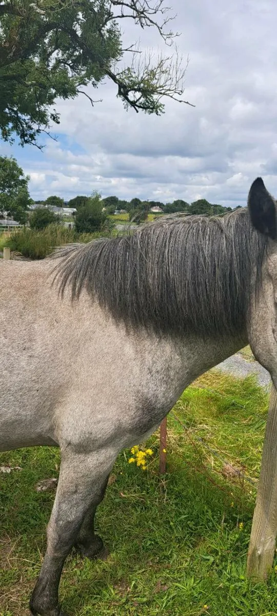 3 year old Mare by Maam Hero 14 2-15 2 OH - Image 3
