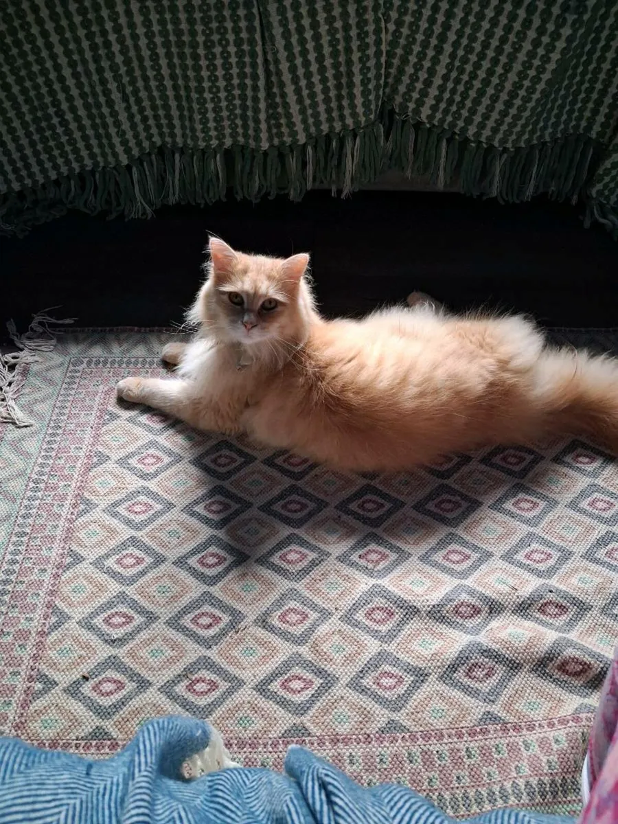 Family pet cat - Image 3