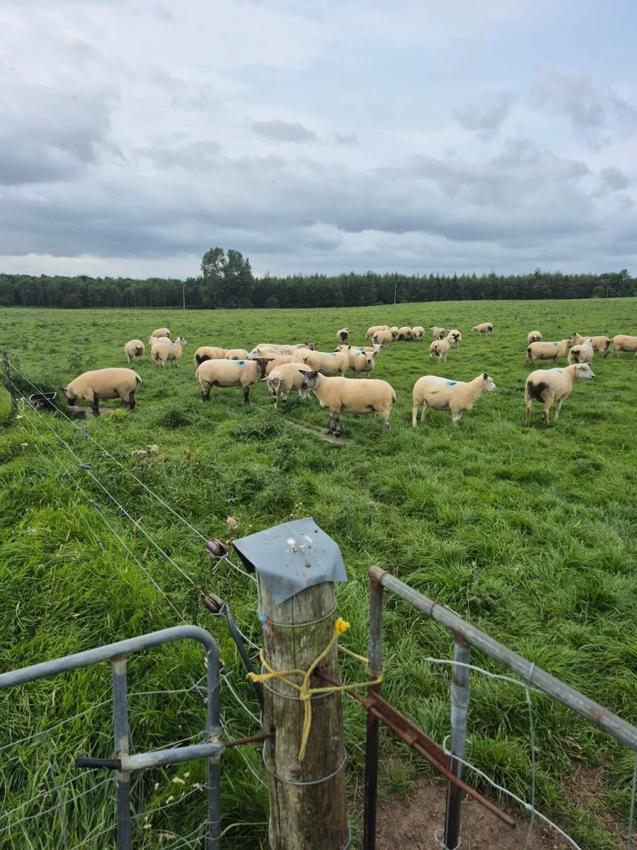 50 Texal X Ewe Hoggets - Image 2