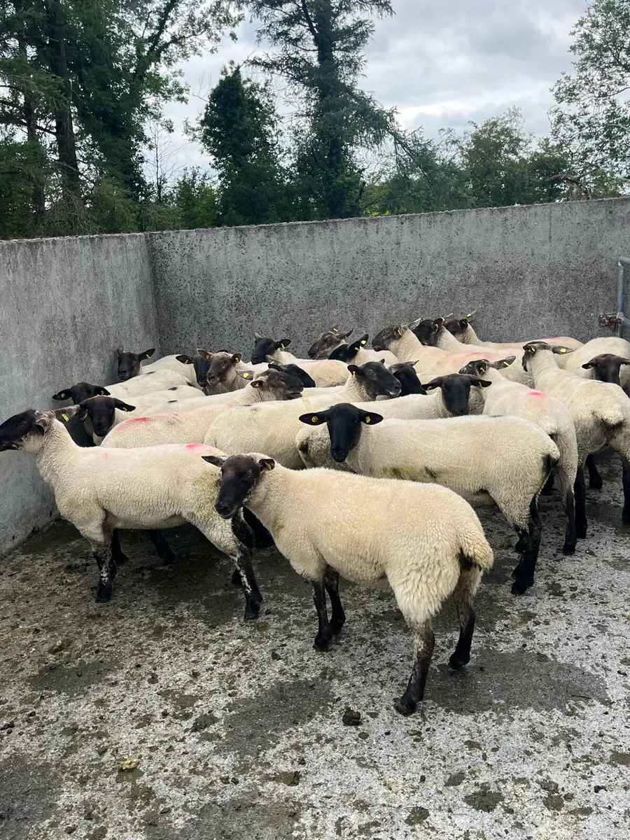 💥30 Suffolk hogget ewes 💥 - Image 1