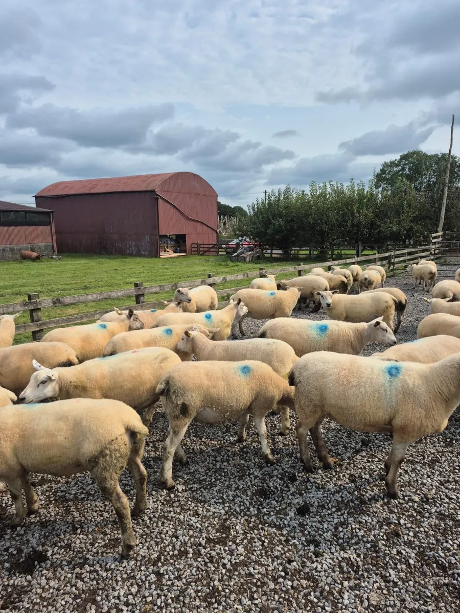 50 Texal X Ewe Hoggets - Image 1