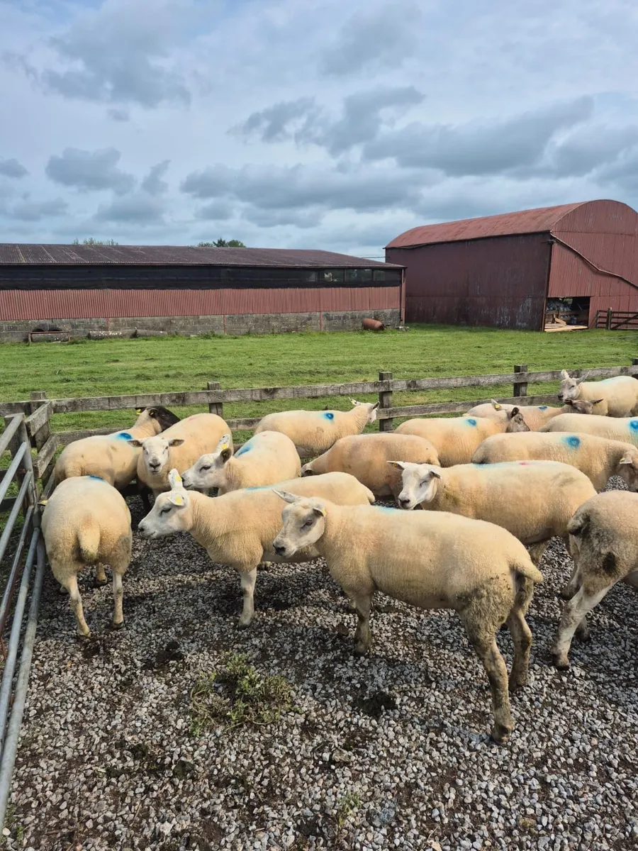 50 Texal X Ewe Hoggets - Image 3