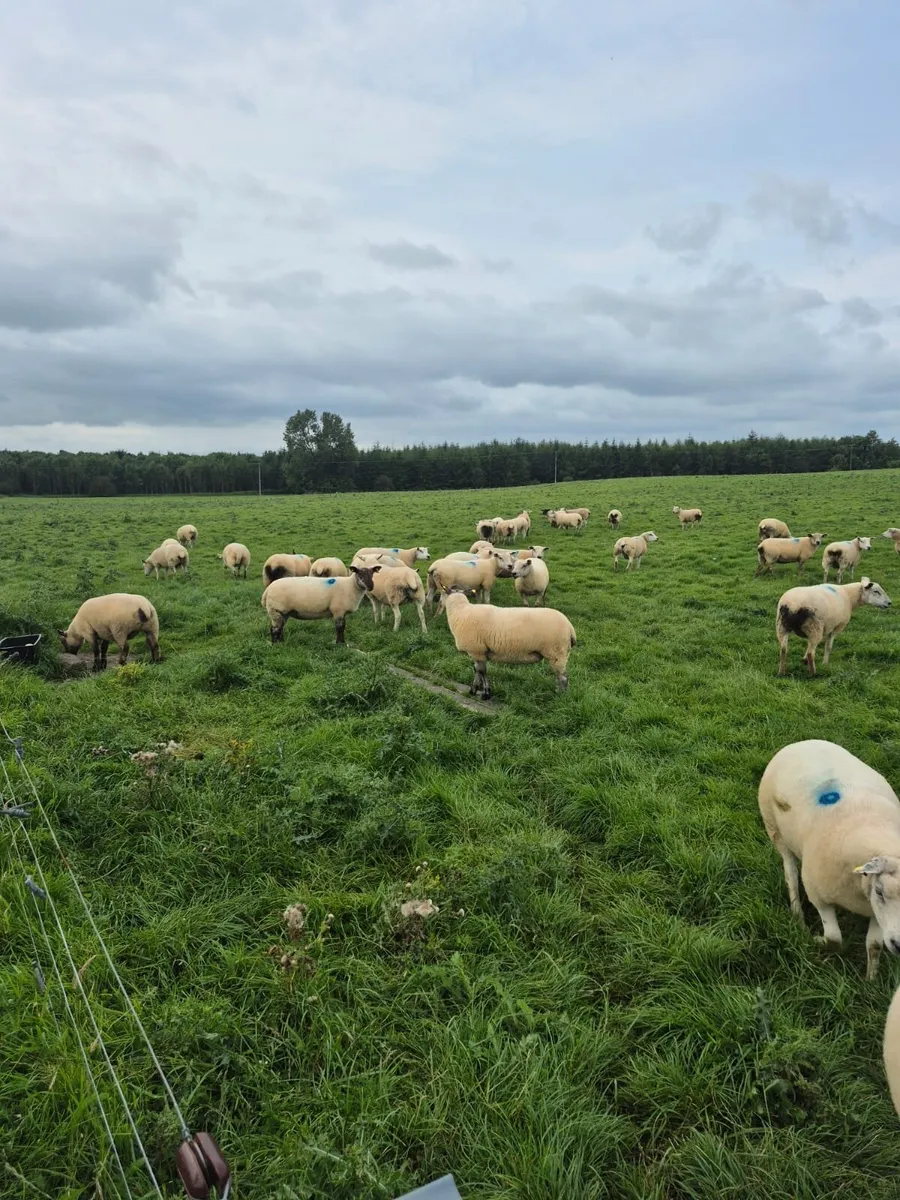 50 Texal X Ewe Hoggets - Image 4