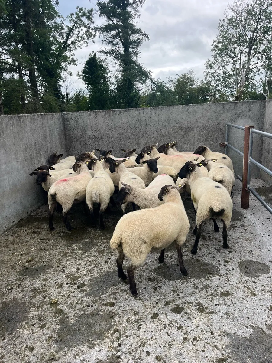 💥30 Suffolk hogget ewes 💥 - Image 3