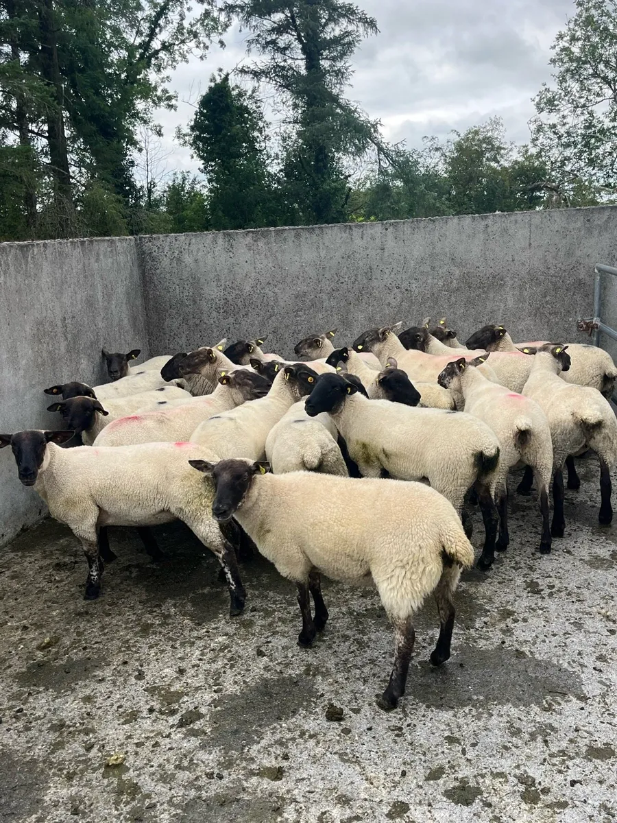 💥30 Suffolk hogget ewes 💥 - Image 4