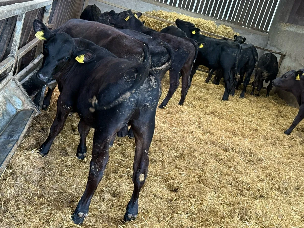 18 Aberdeen Angus Bulls - Image 1