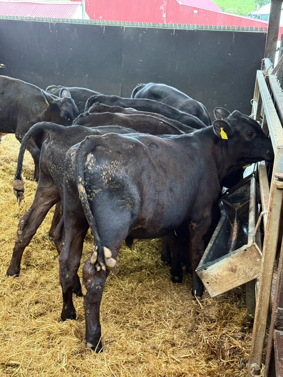18 Aberdeen Angus Bulls - Image 3