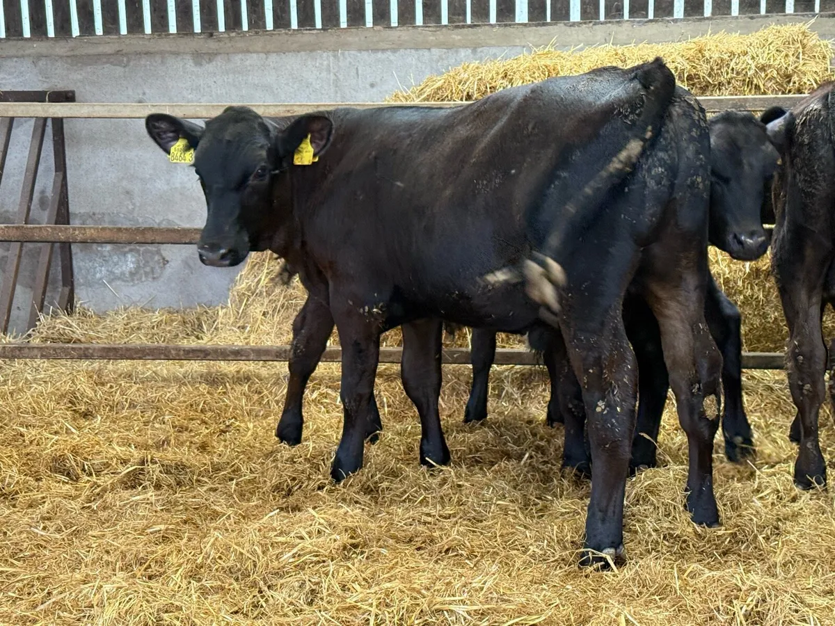 18 Aberdeen Angus Bulls - Image 4