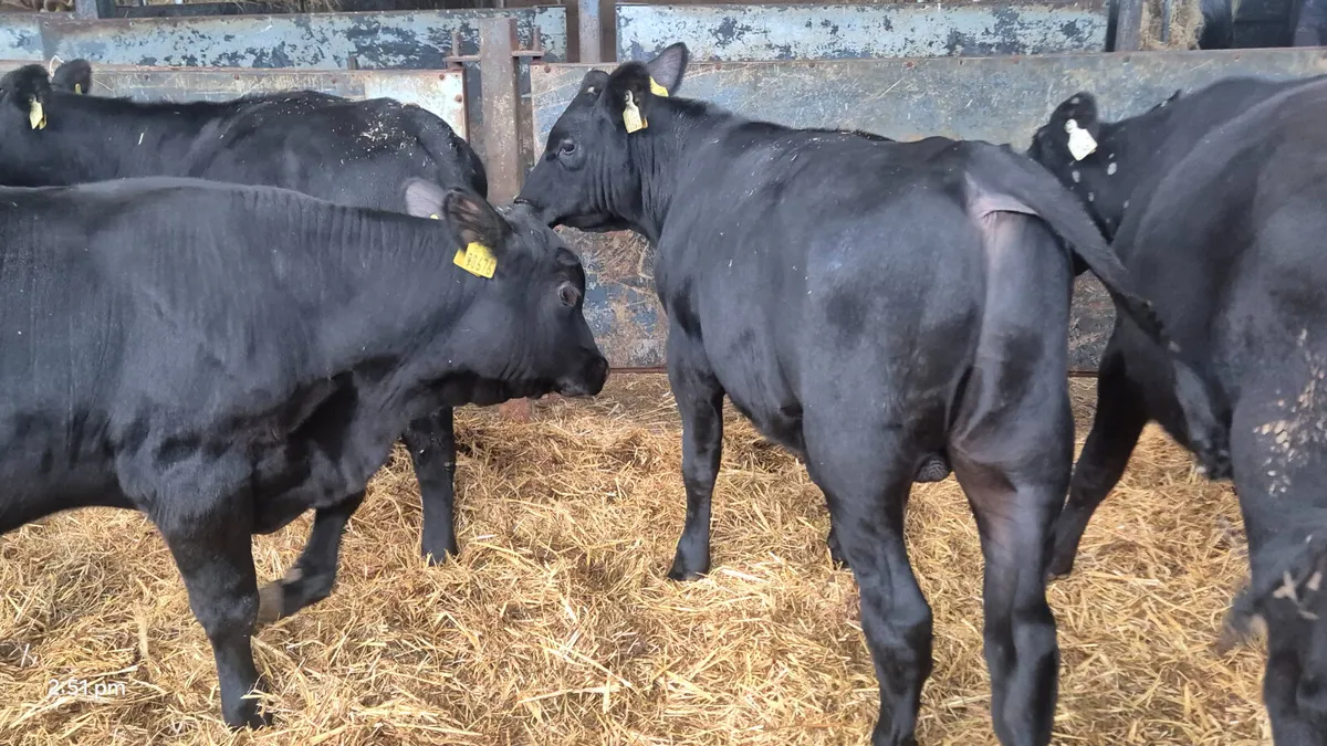 10 Smashing Aberdeen Angus Weanlings - Image 4