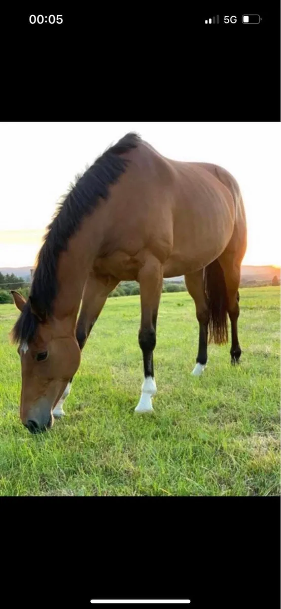 Broodmare - Image 1