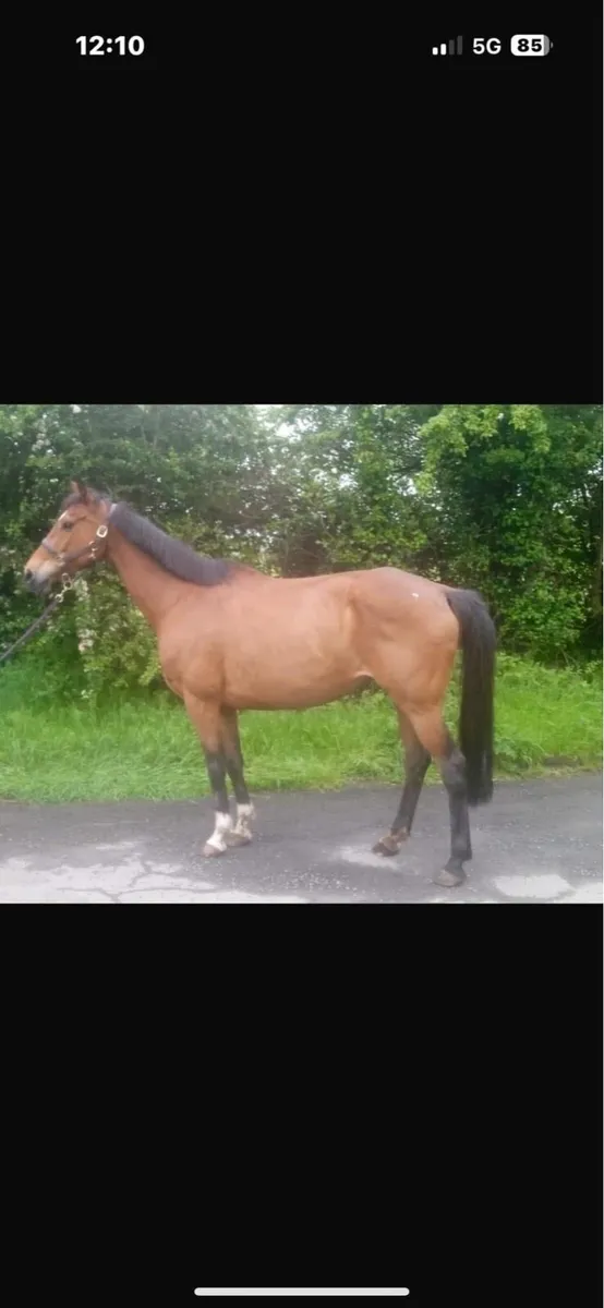 Broodmare - Image 2