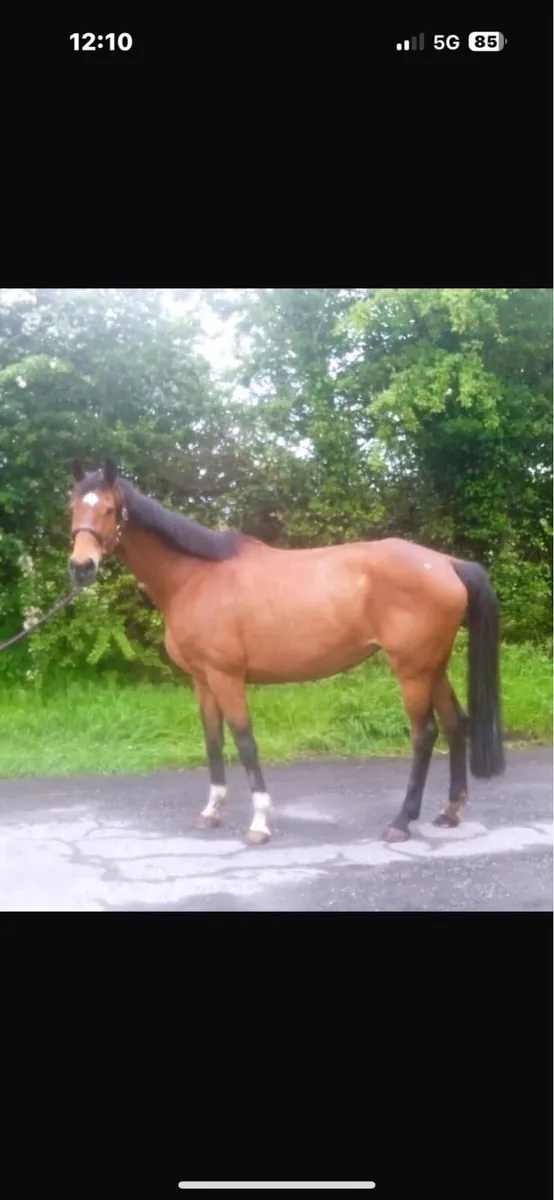 Broodmare - Image 3
