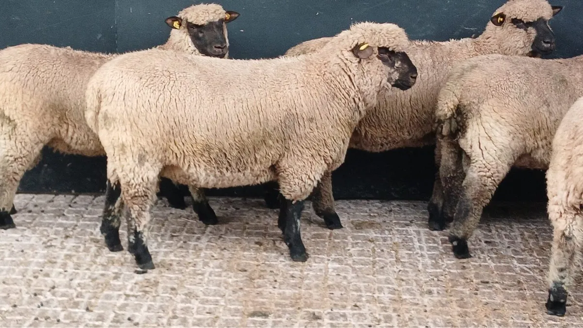 Pedigree Shropshire Ram Lambs - Image 1