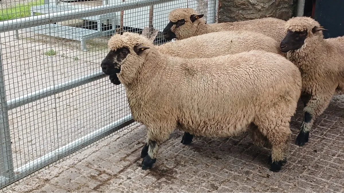 Pedigree Shropshire Ram Lambs - Image 2