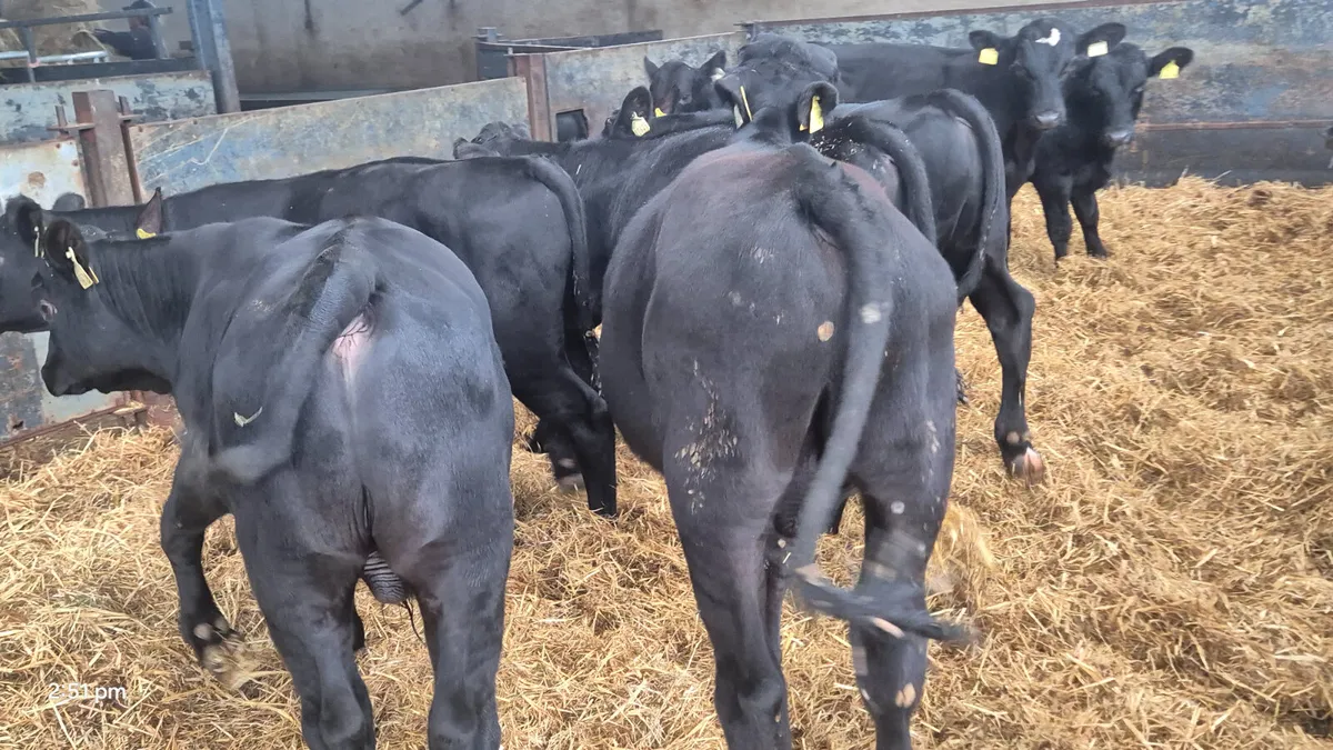 10 Smashing Aberdeen Angus Weanlings - Image 1