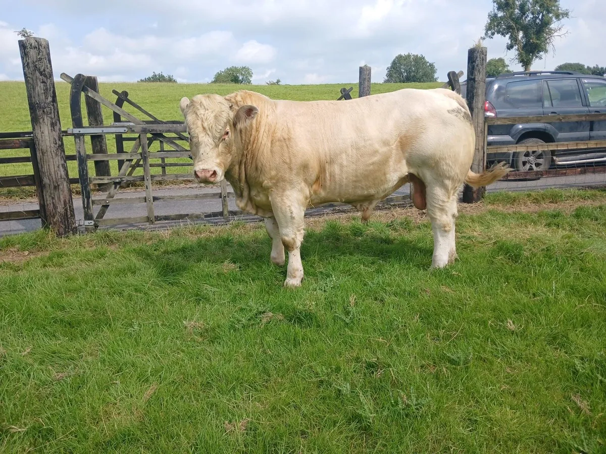 Livestock - Image 2