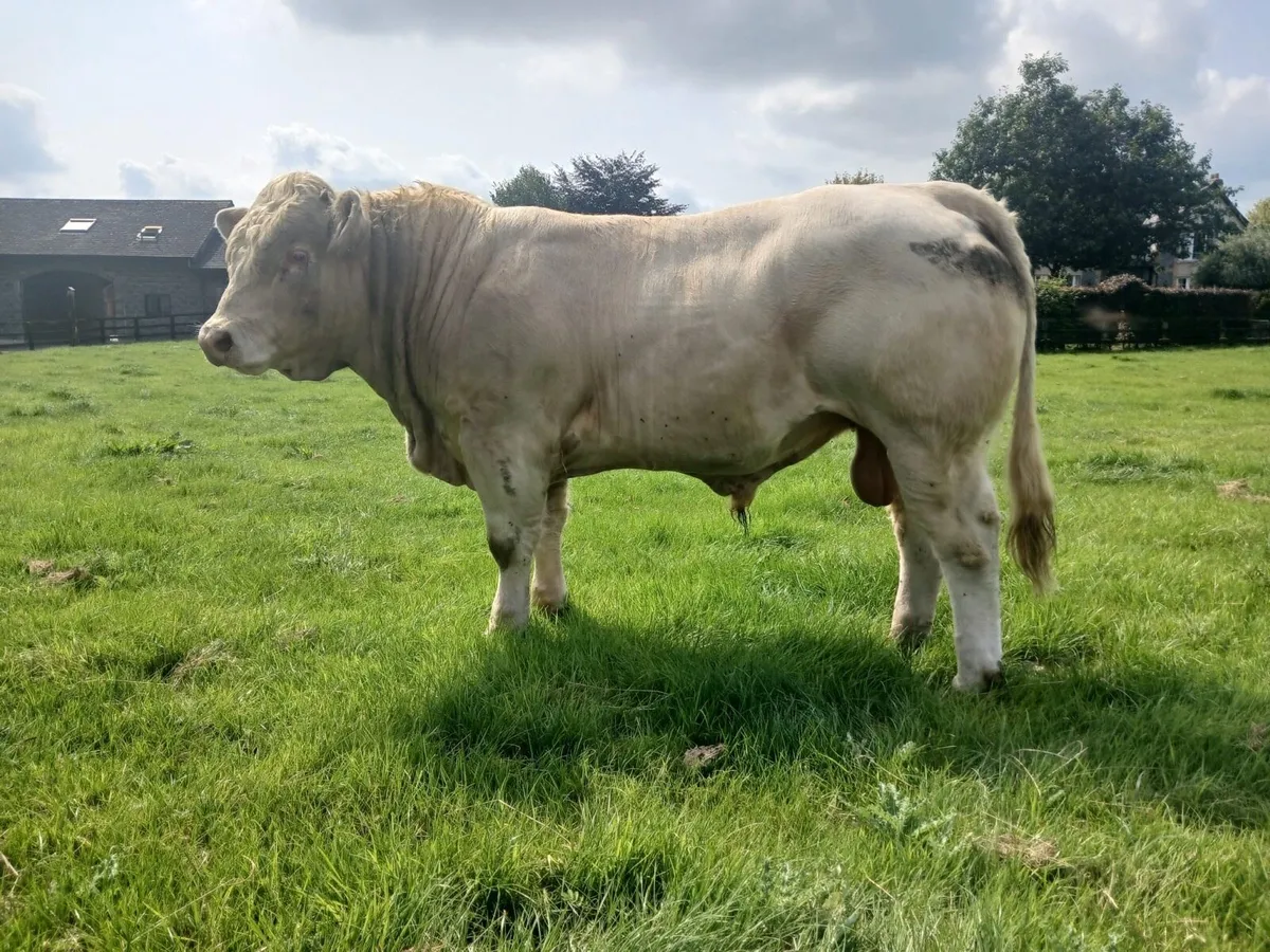 Livestock - Image 3