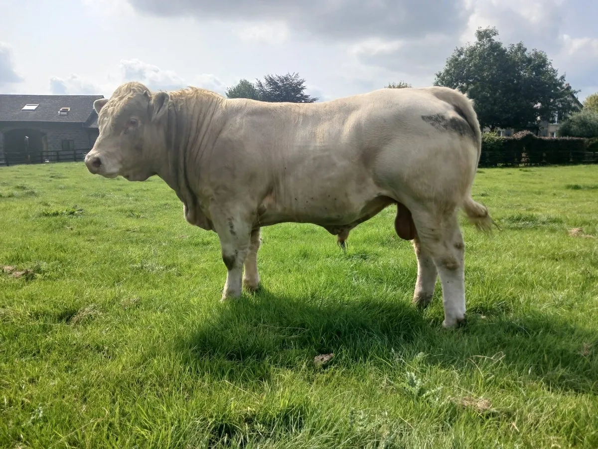 Livestock - Image 4