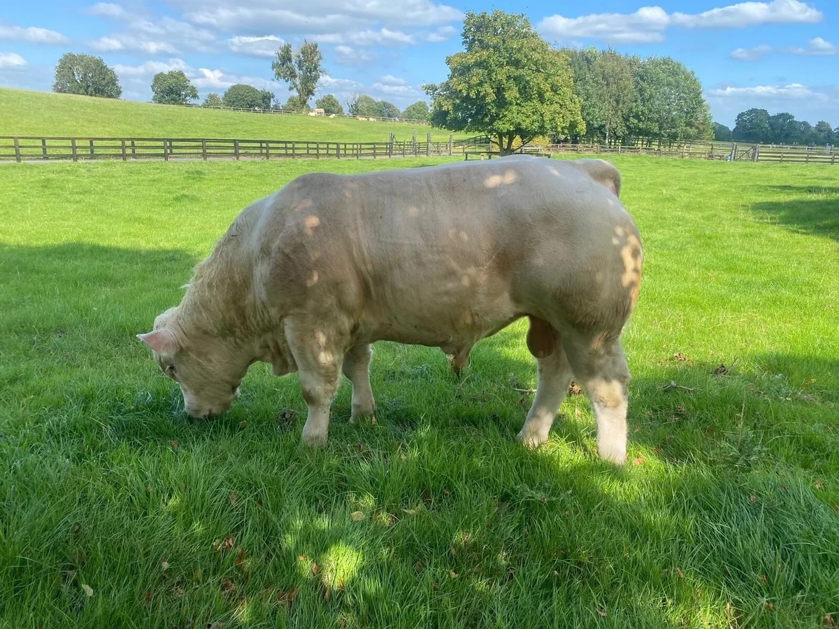 Livestock - Image 1