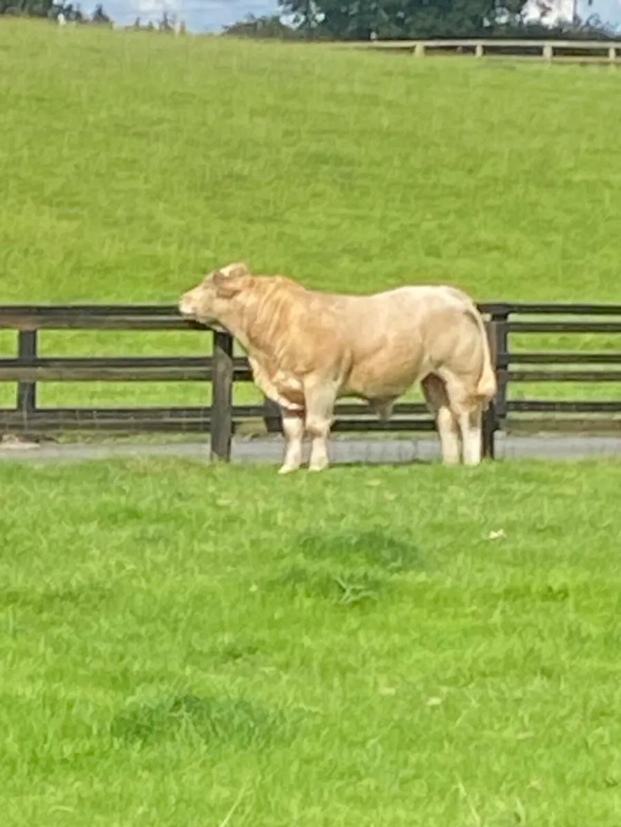 Livestock - Image 1