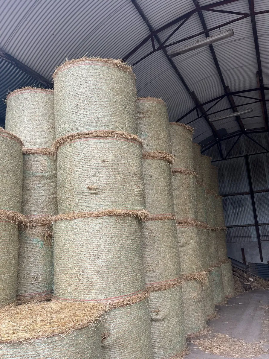 Top Quality Barley Straw - Image 2