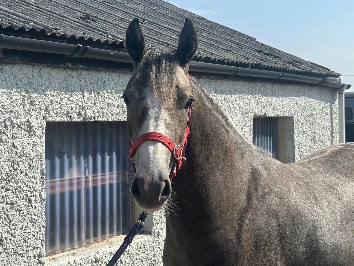 Pony - Image 1