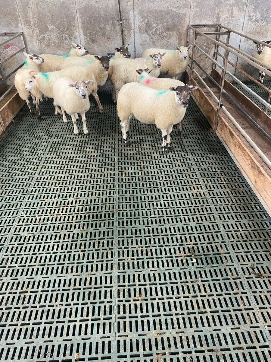 Hiltex ewe lambs - Image 1
