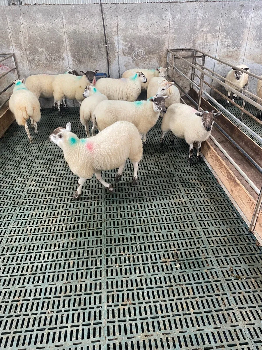 Hiltex ewe lambs - Image 2