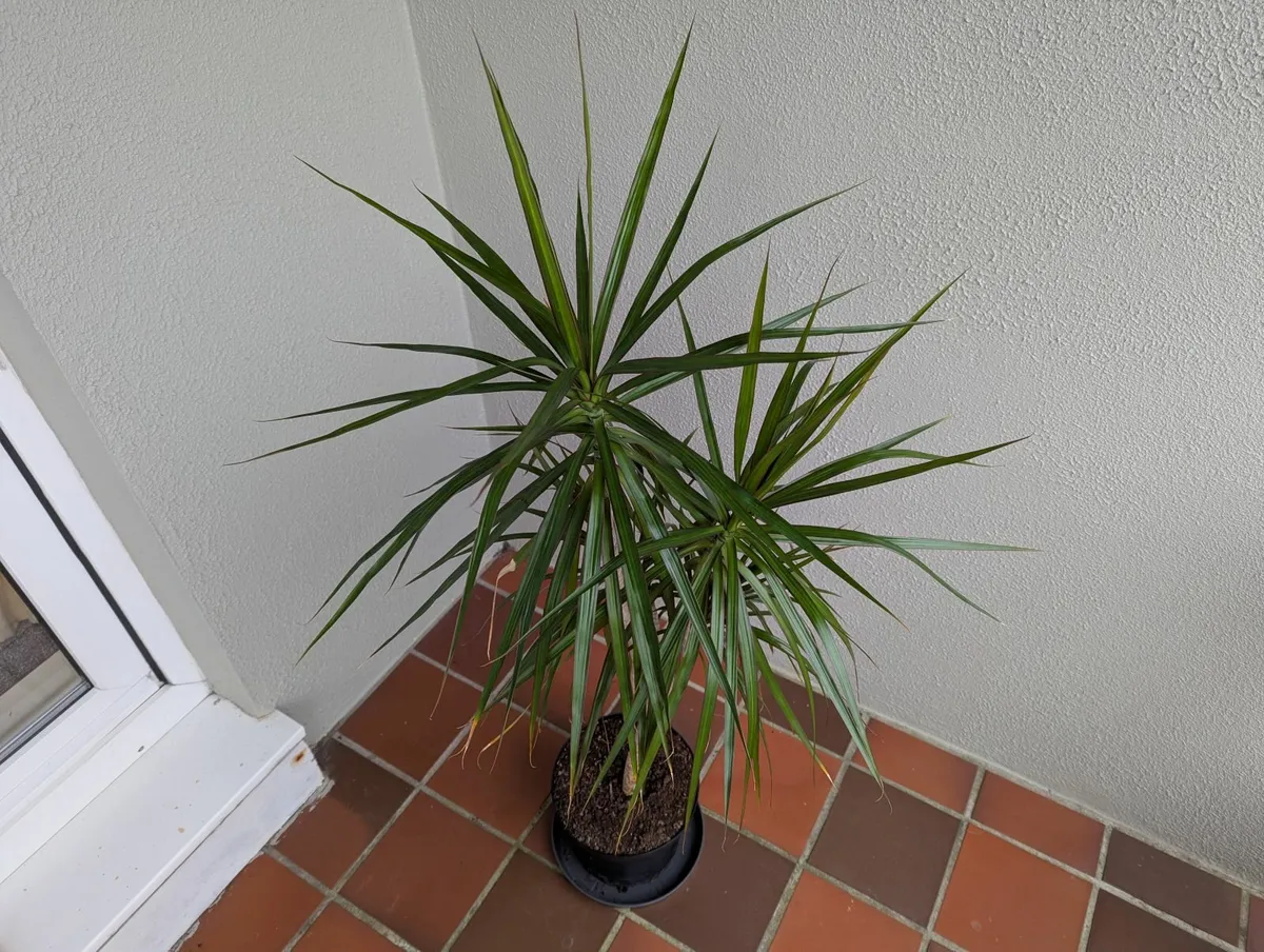 Dracena plant - Image 1
