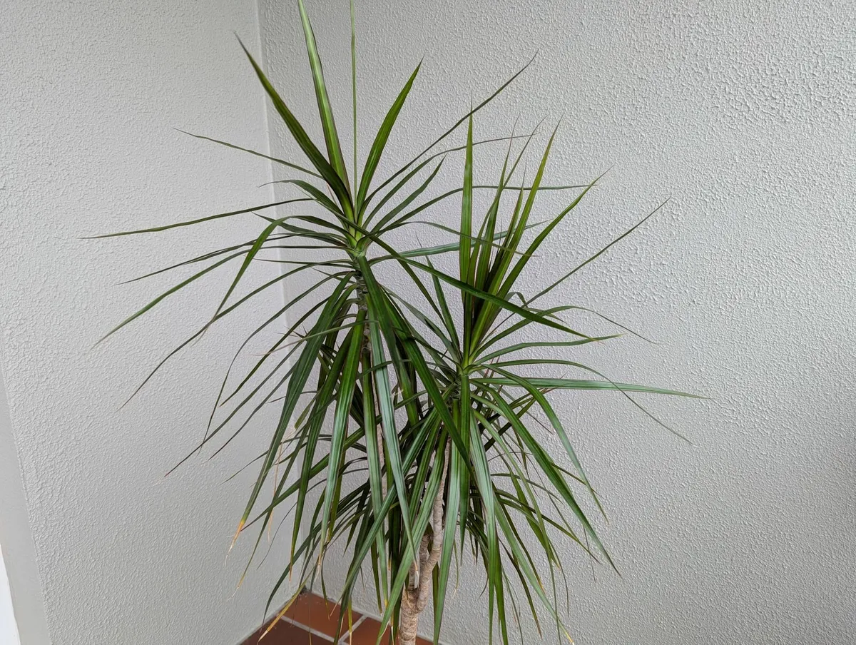 Dracena plant - Image 2