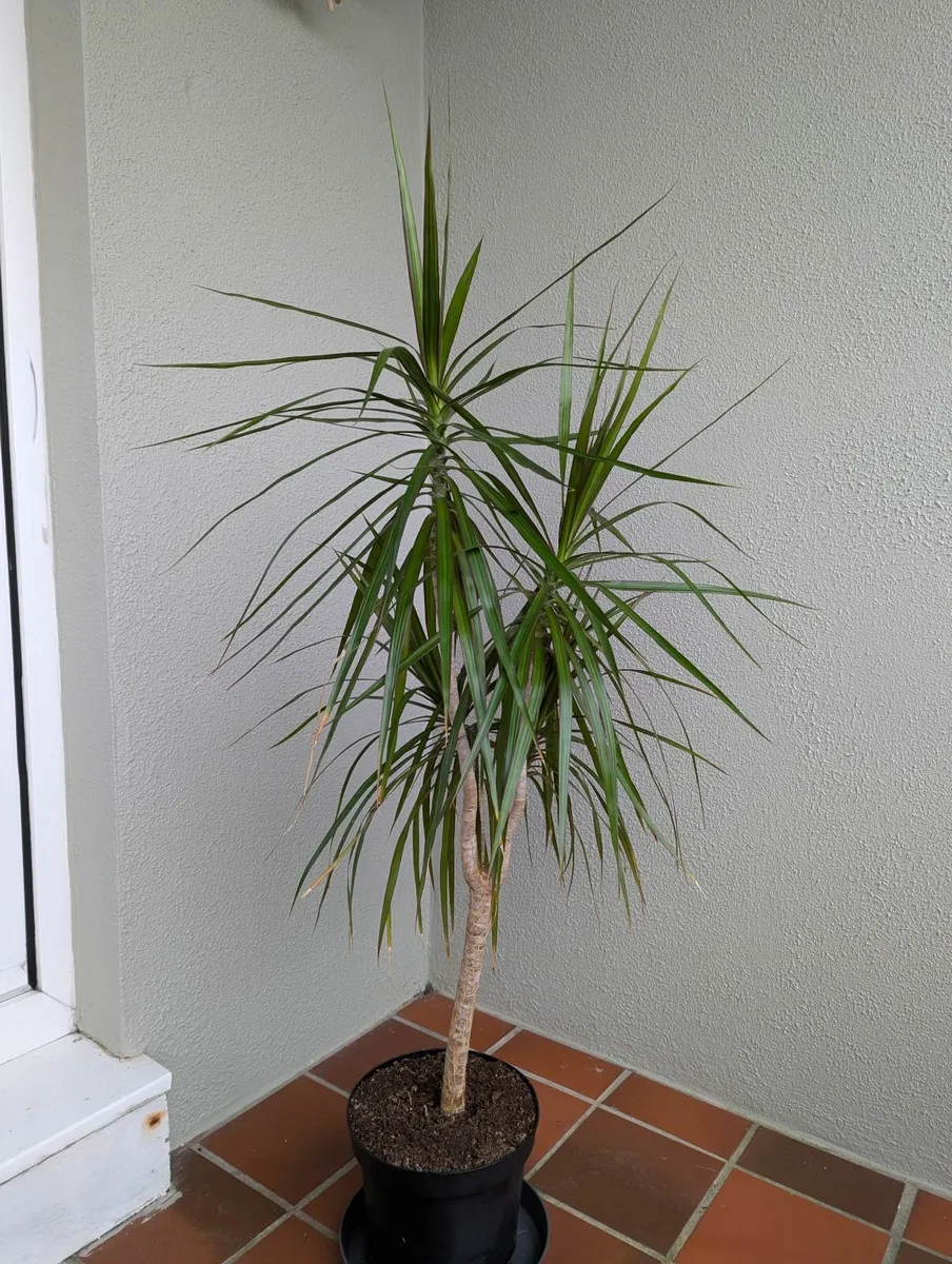 Dracena plant - Image 3