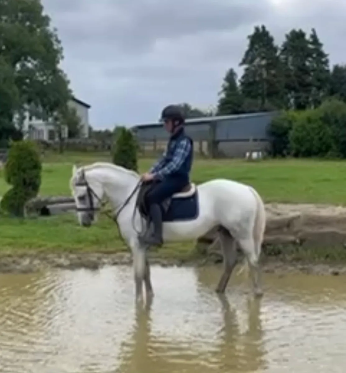Lot 163 Clifden pony sales Friday 22 August - Image 2