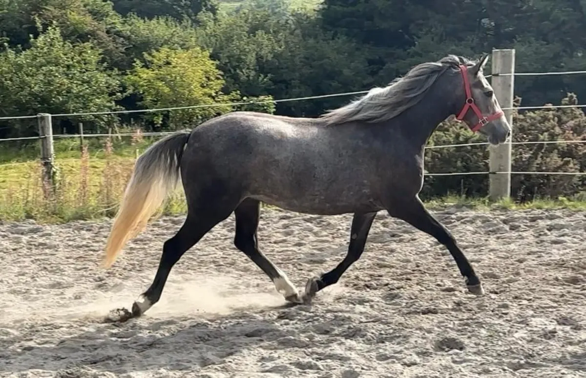 Pony - Image 3