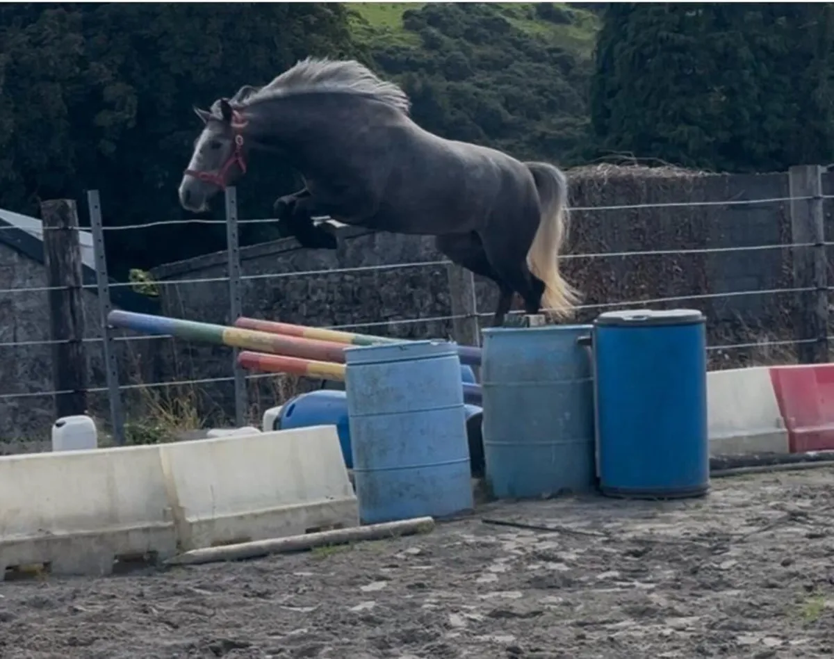 Pony - Image 4