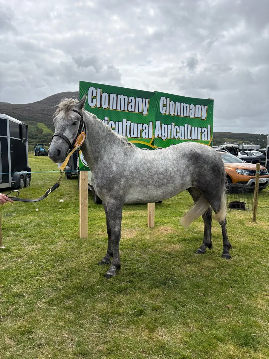 3 year old Connemara - Image 1