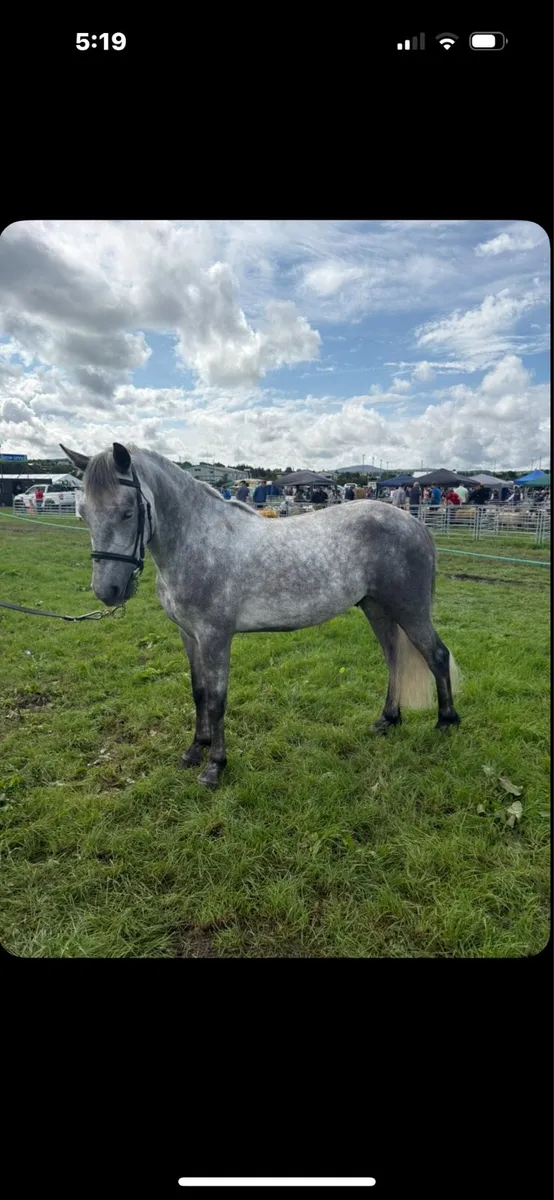 3 year old Connemara - Image 2