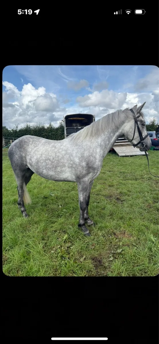 3 year old Connemara - Image 3