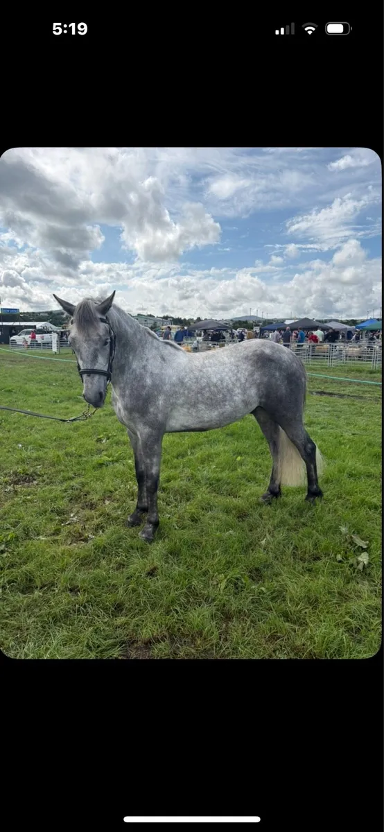 3 year old Connemara - Image 4