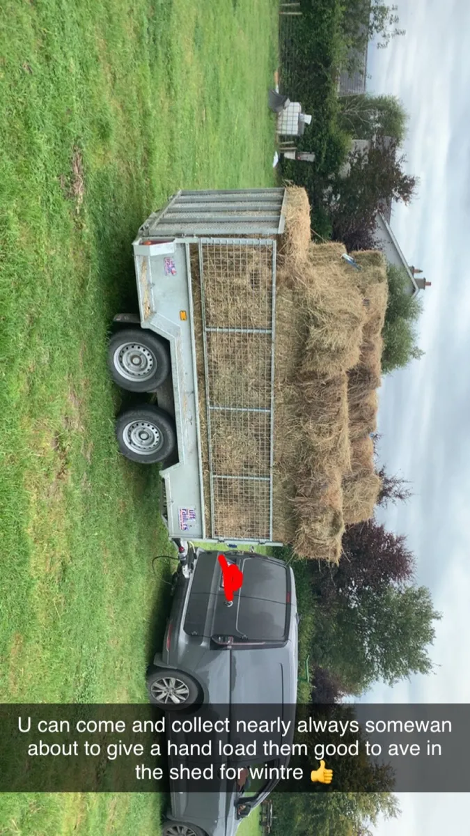 Top quality square bales - Image 1