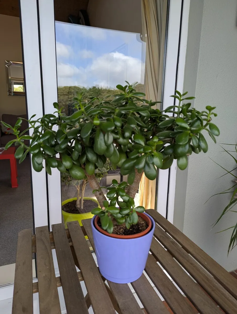 Jade plant - Image 2