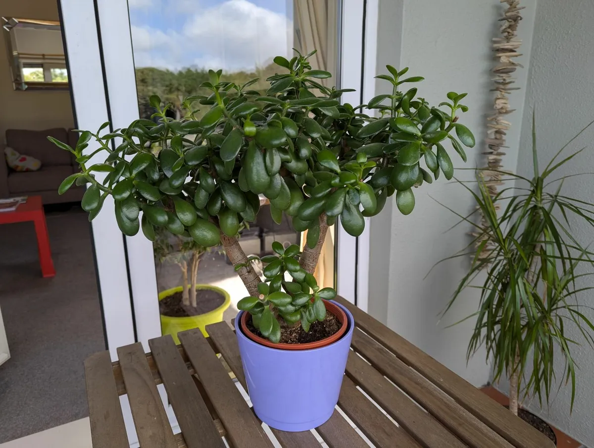 Jade plant - Image 1
