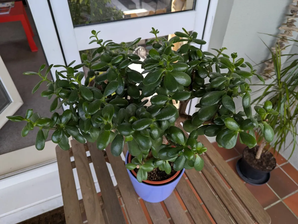 Jade plant - Image 3
