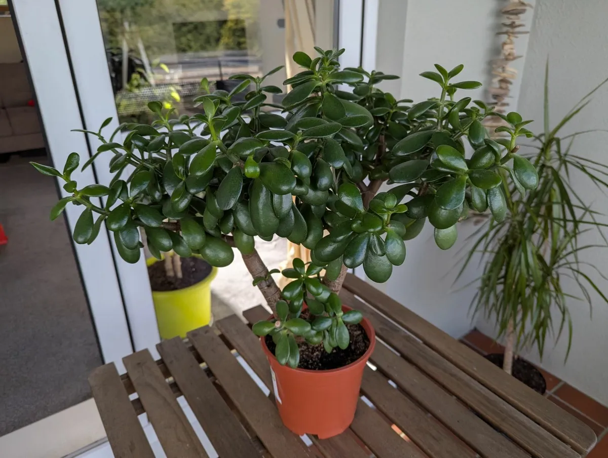 Jade plant - Image 4